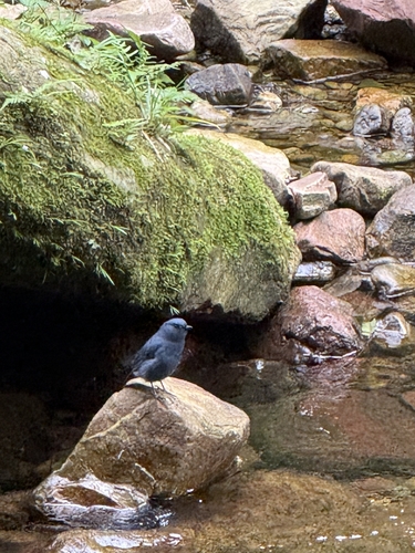 Plumbeous Water Redstart