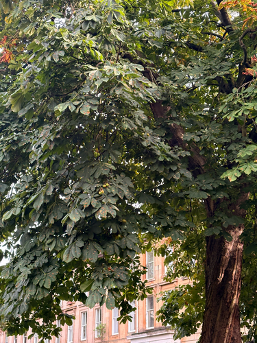 horse-chestnut