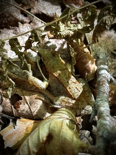 Wood Frog