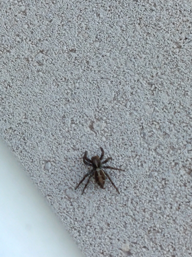 House Jumping Spider