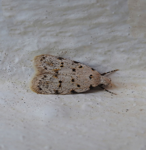 Symmoca signatella