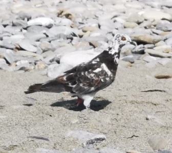 Feral Pigeon