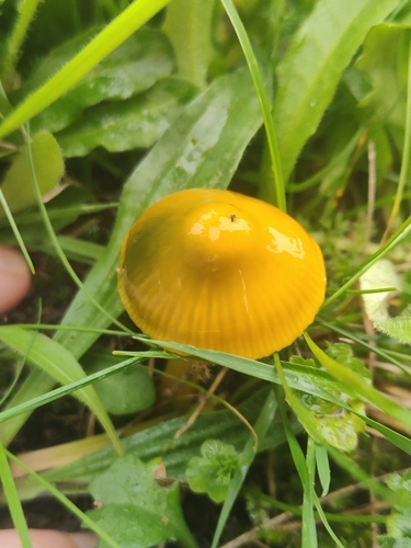 Parrot Mushroom