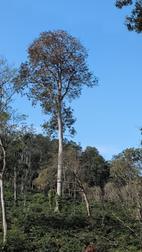 Canarium strictum