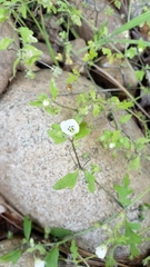 Nemophila parviflora austinae