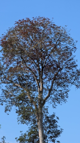 Canarium strictum, photograph 2