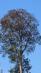 Canarium strictum, photograph (c) T R Shankar Raman, some rights reserved (CC BY)