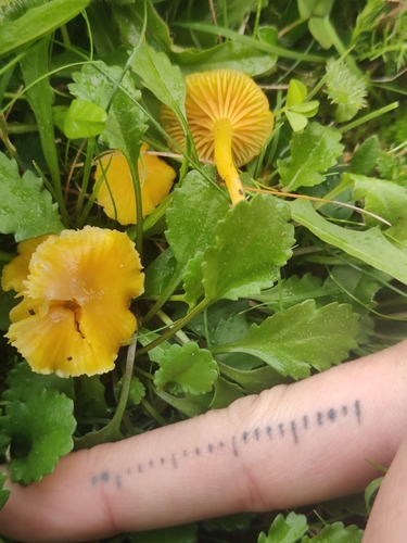 Butter Waxcap