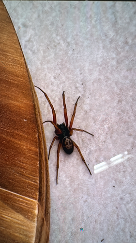 Noble False Widow