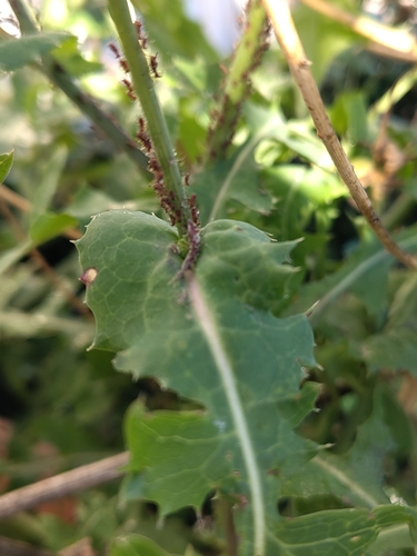 Sow-thistle Aphid