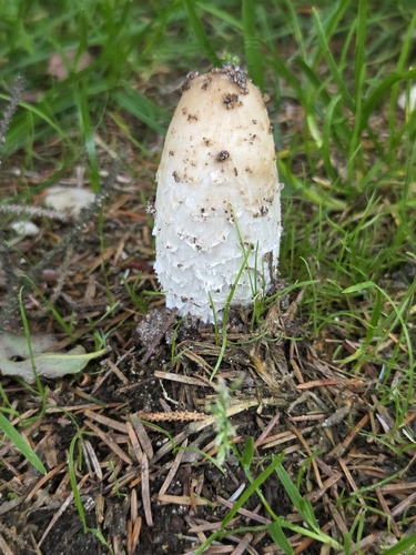 Shaggy Mane