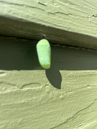 Monarch