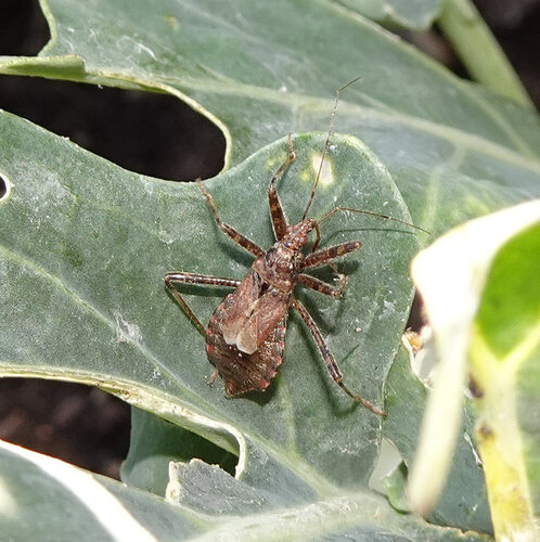 Tree Damsel Bug