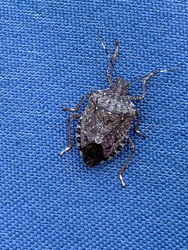 Brown Marmorated Stink Bug