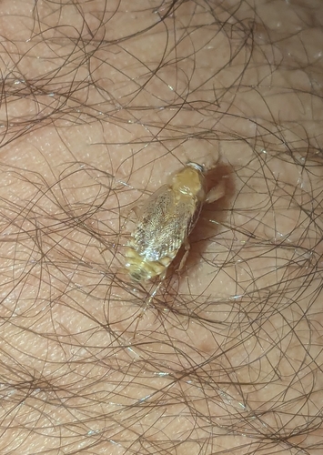 Variable Cockroach