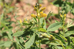 Thermopsis