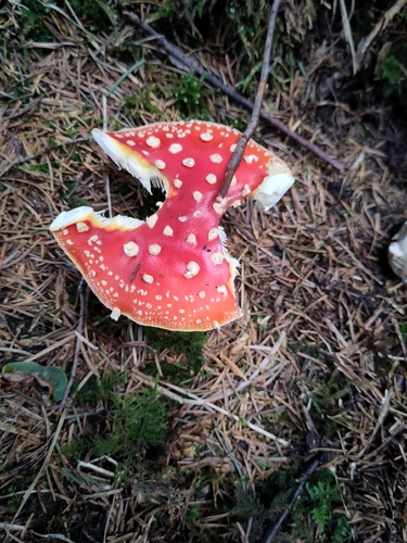 Fly Agaric