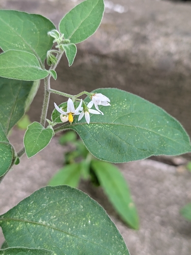 Solanum chenopodioides