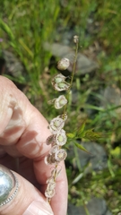 Thysanocarpus curvipes