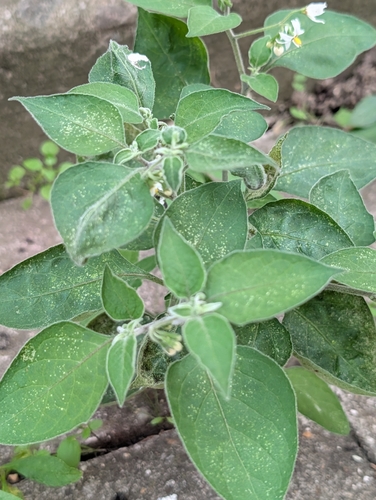 Solanum chenopodioides, photograph 2