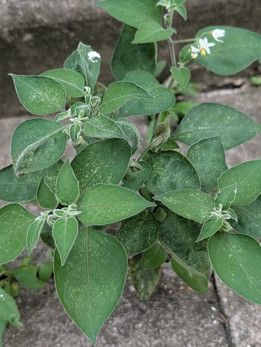 Solanum chenopodioides, photograph 3