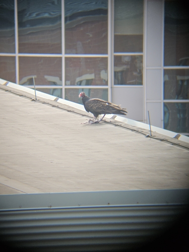 Turkey Vulture