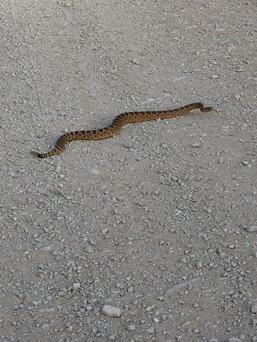 Great Basin Rattlesnake