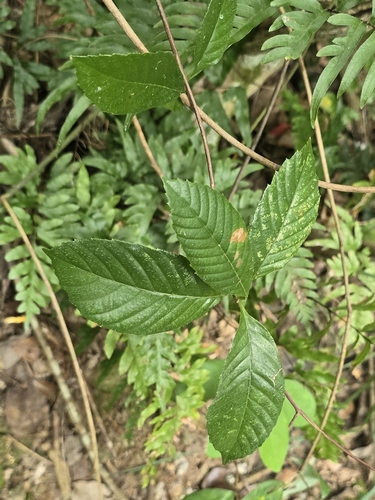 Tetracera sarmentosa observed 2026-09-13