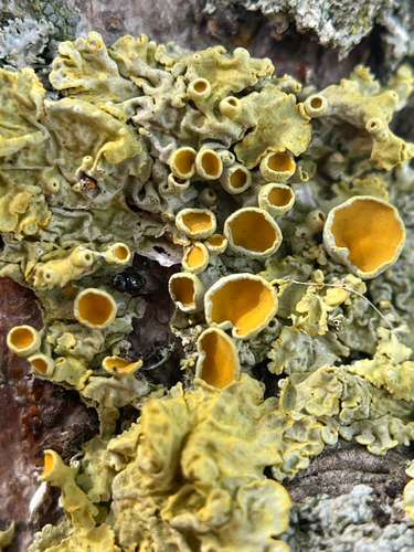 Common Sunburst Lichen