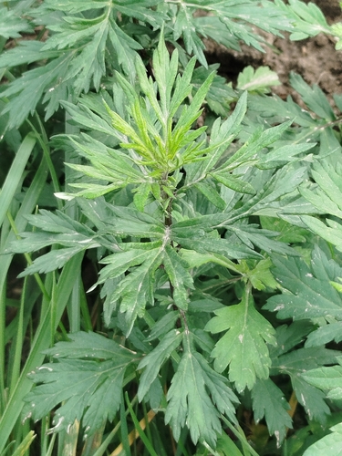 common mugwort