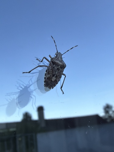 Mottled Stink Bug