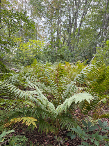 cinnamon fern