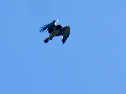 Short-toed Snake-Eagle