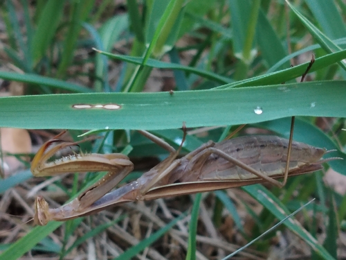 European Mantis