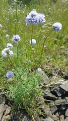 Gilia capitata