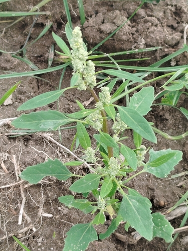 Common Lambsquarters