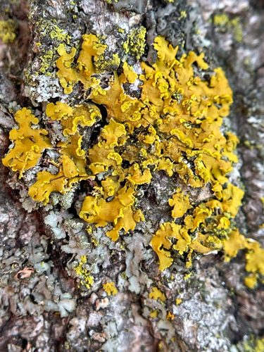 Hooded Sunburst Lichen