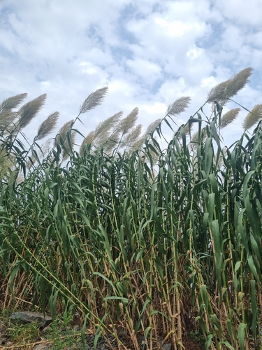 giant reed