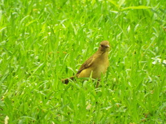 Turdus grayi