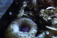Themiste pyroides