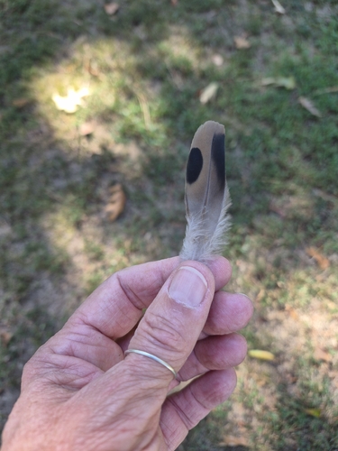 Mourning Dove