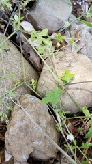 Nemophila parviflora austinae