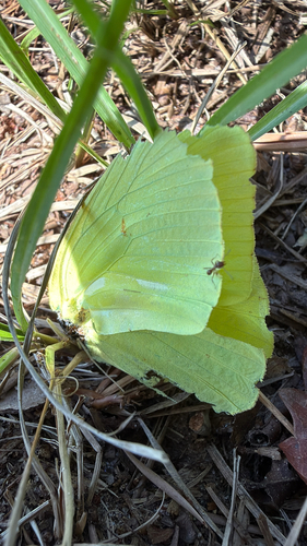 Cloudless Sulphur