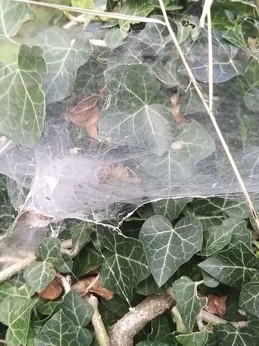 Labyrinth spider