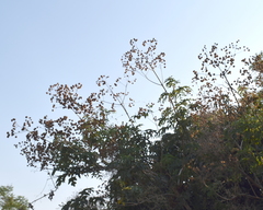 Montanoa bipinnatifida