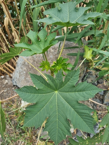 castor bean