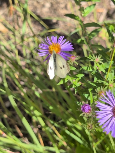 Small White