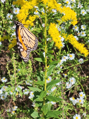 Monarch