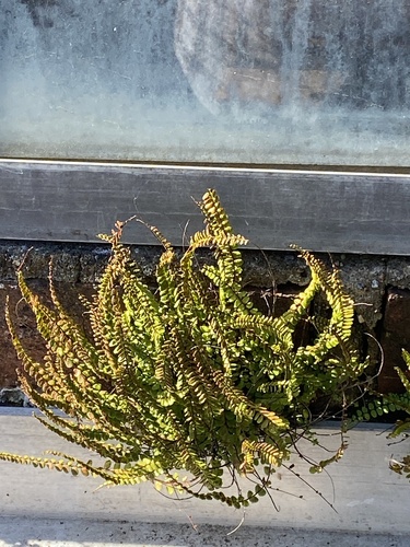 maidenhair spleenwort