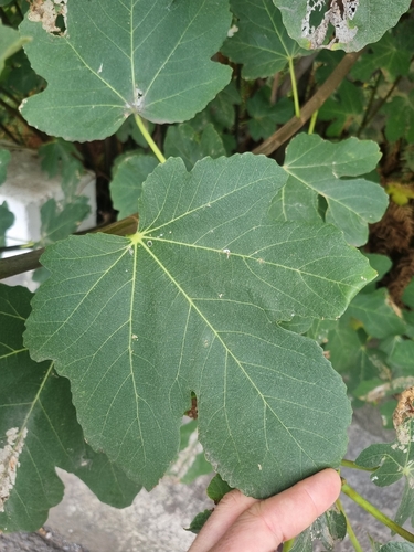 common fig